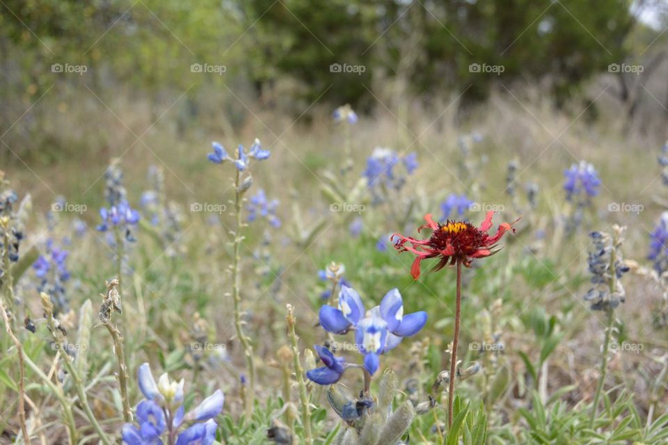 View of blooming flowers
