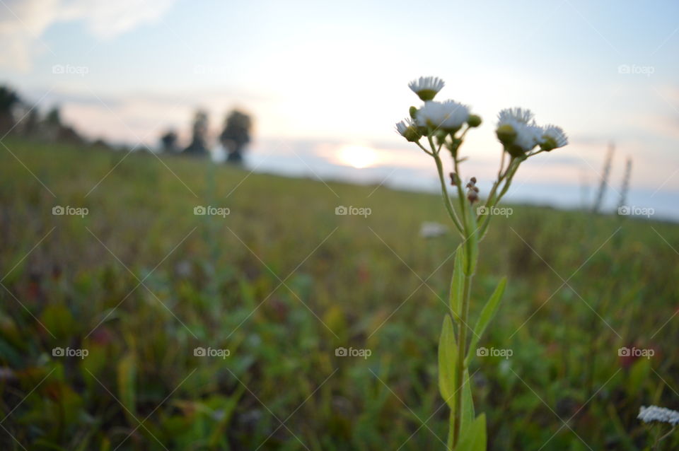 Close-up of flowers during sunset