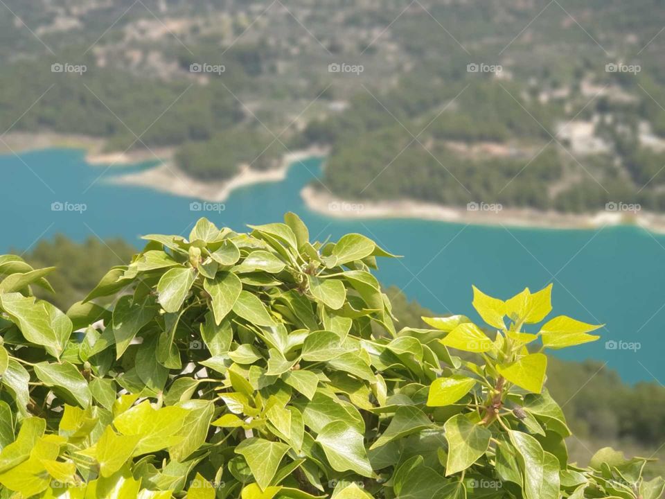 Nature#forest#trees#greengrass#lake#water#mountain