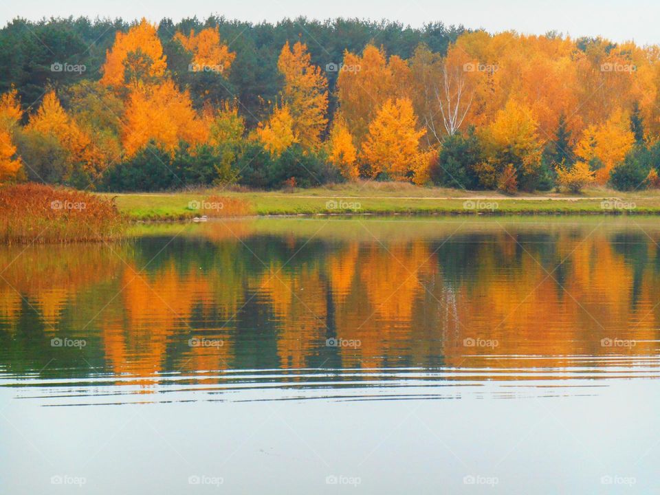 Reflection of autumn trees in lake