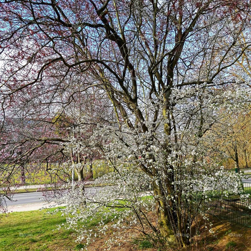 Blossoms of the poplar tree.