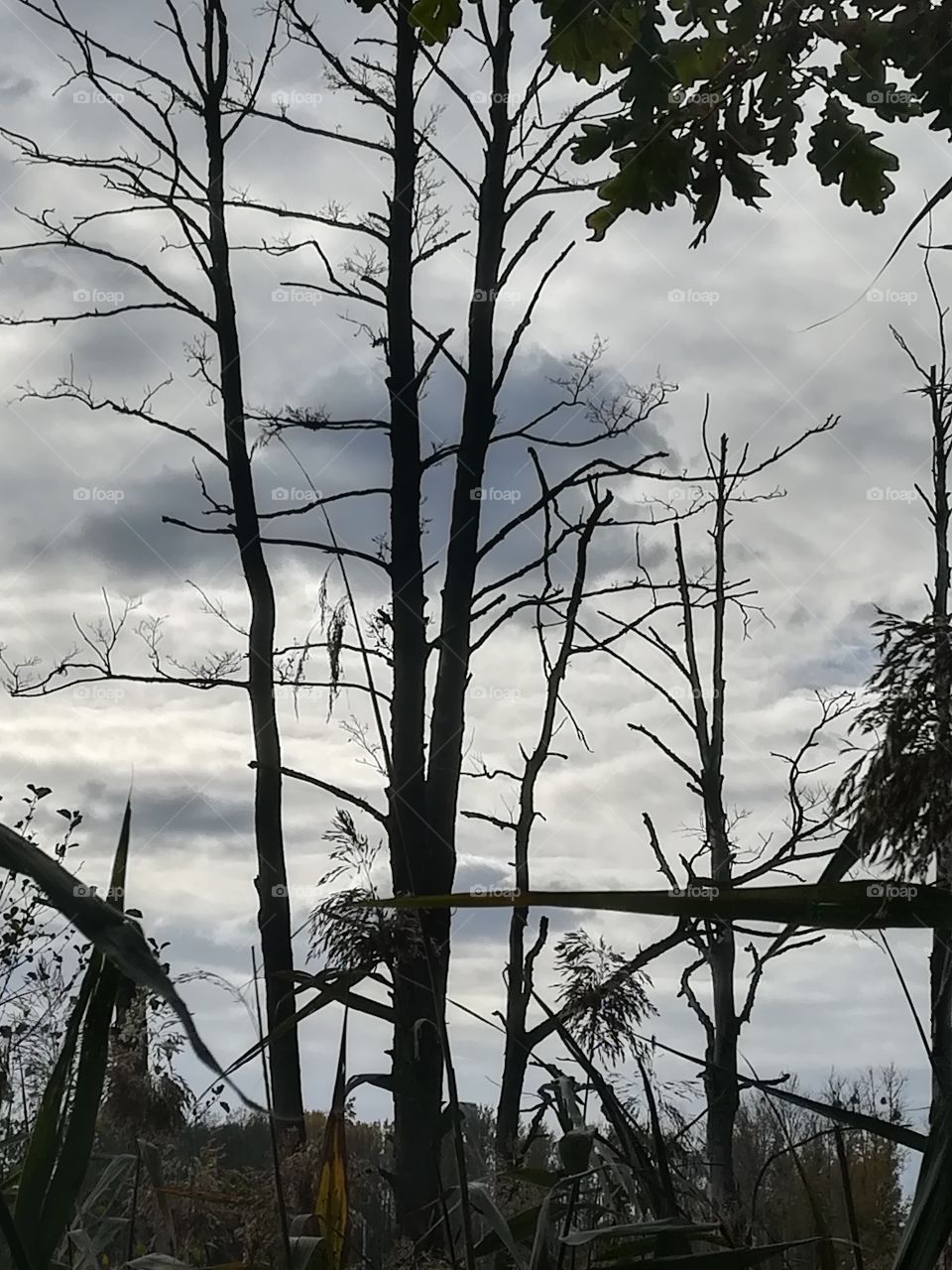 Natur Baum am Wasser Wolken