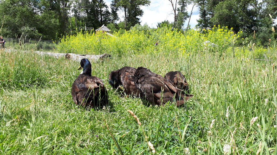 Preening ducks in grass and weeds