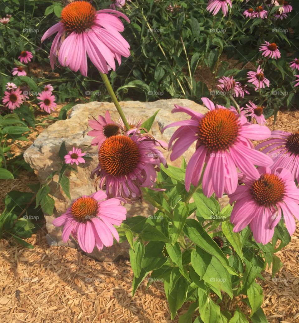 Summer flowers-Hershey PA