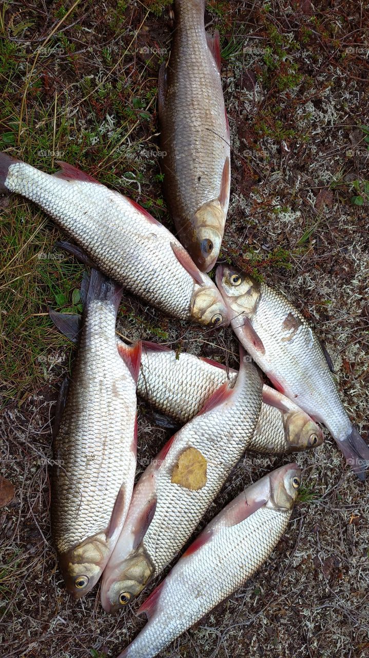 Fishing, early morning, silence, river, coolness, sunrise on the river, perch, spinning, fishing rod, spinner, spinning fishing,