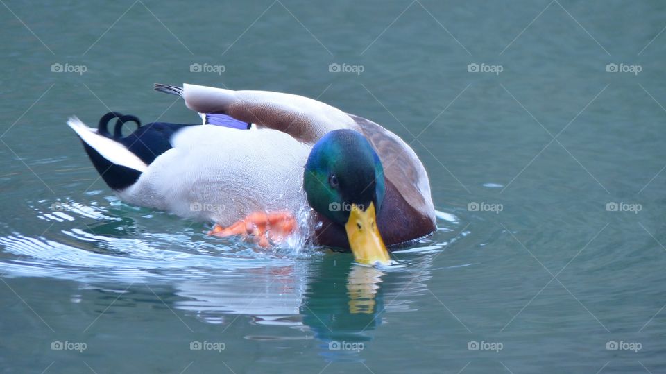 Duck in a pond