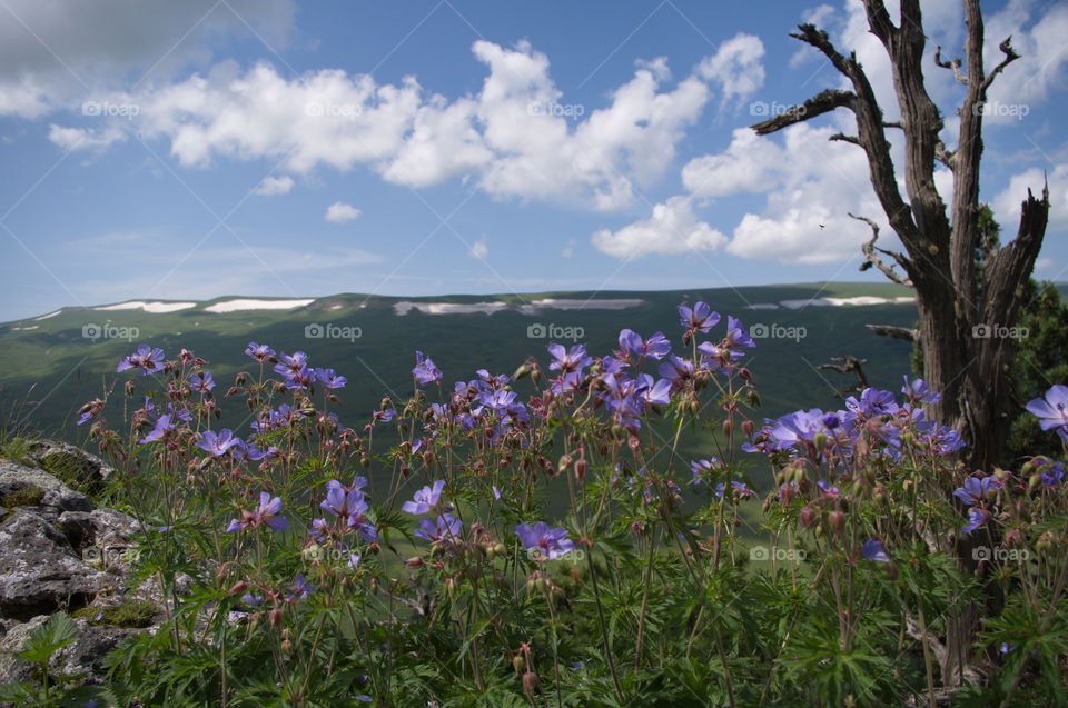 Bare tree and flowering plants on mountains