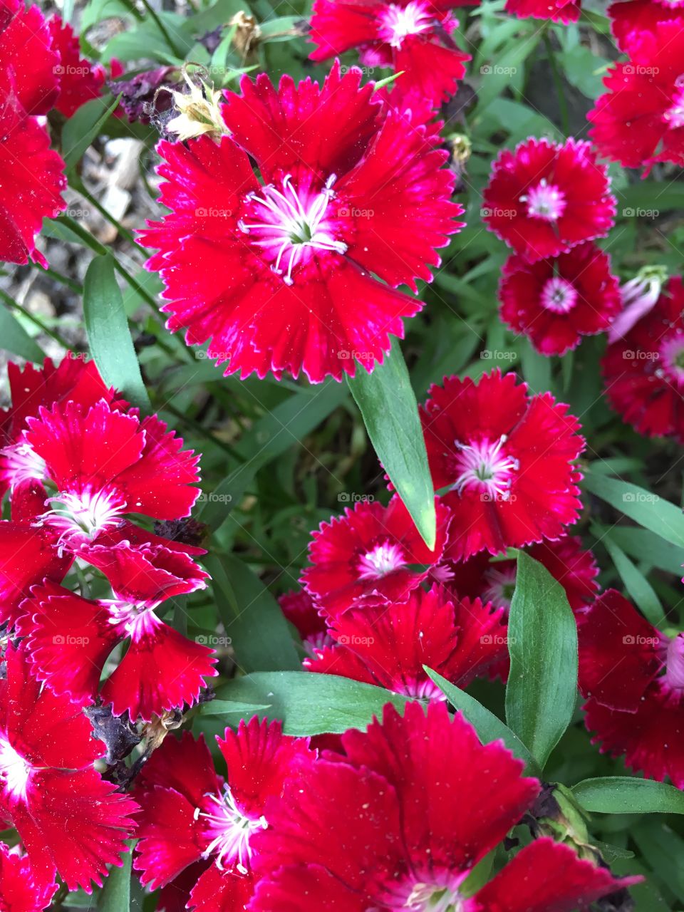 Red flowers in my garden