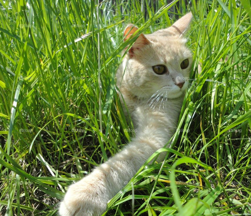 Cat, Cute, Animal, Grass, Fur