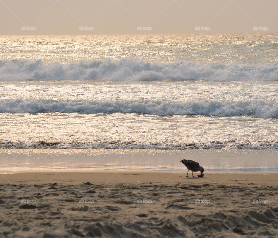 Seagull silhouette 