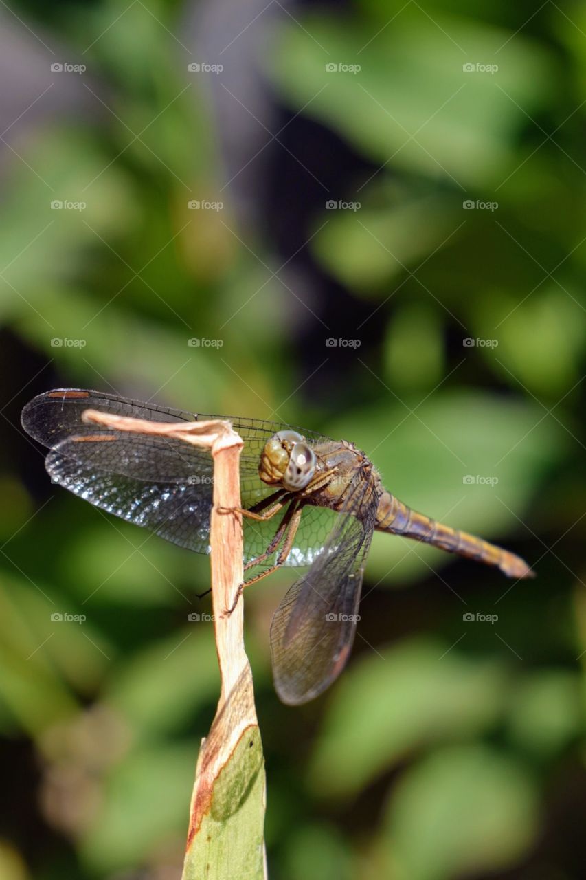 Dragonfly