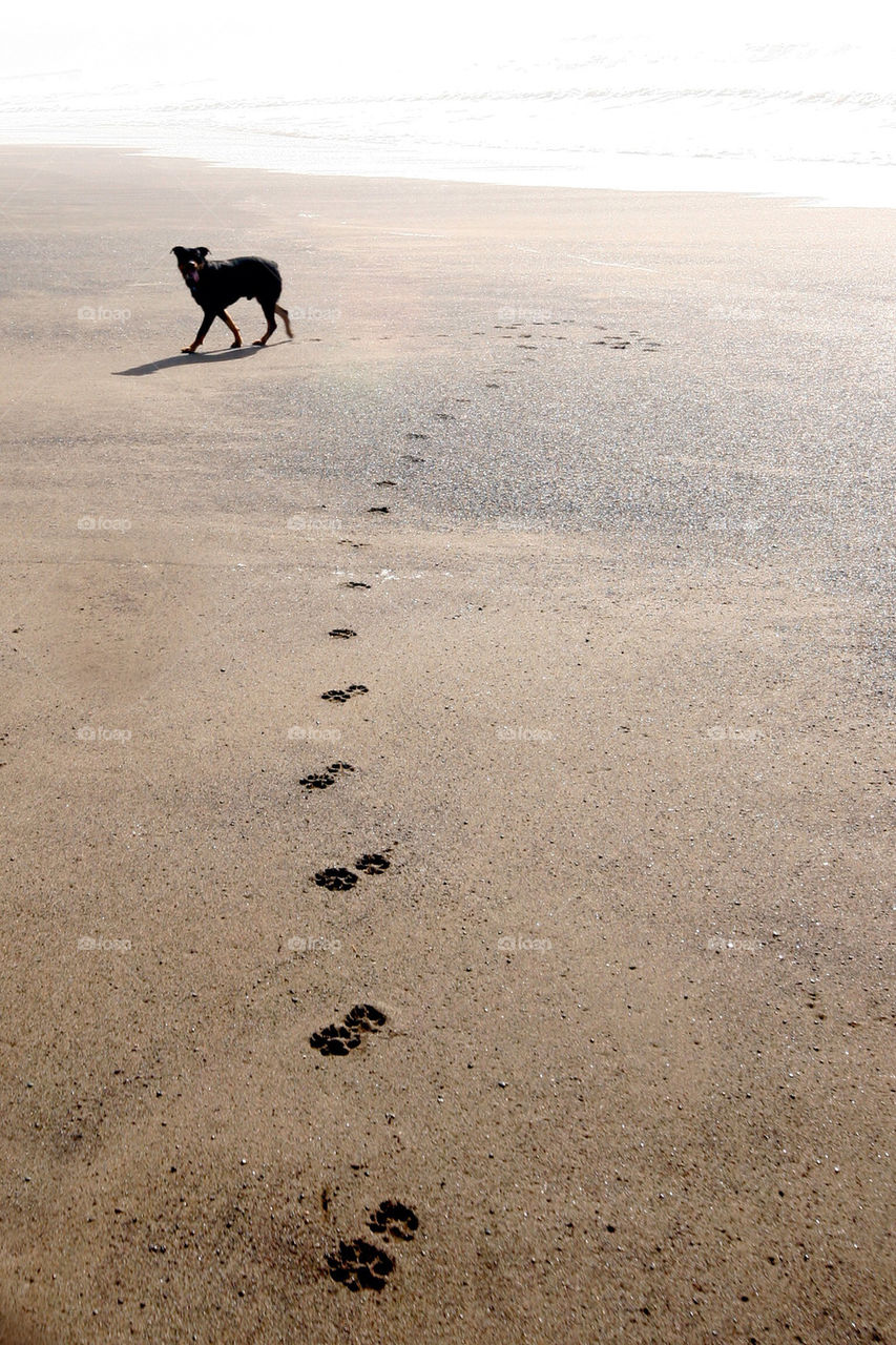 beach dog sand desert by habitforming