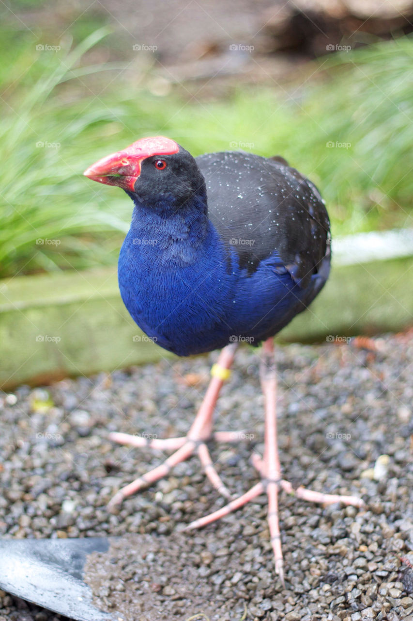 blue red bird legs by fraserkitt
