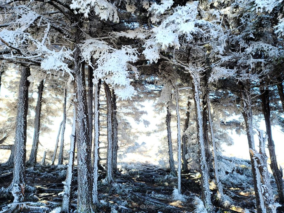 Winter trees covered in snow