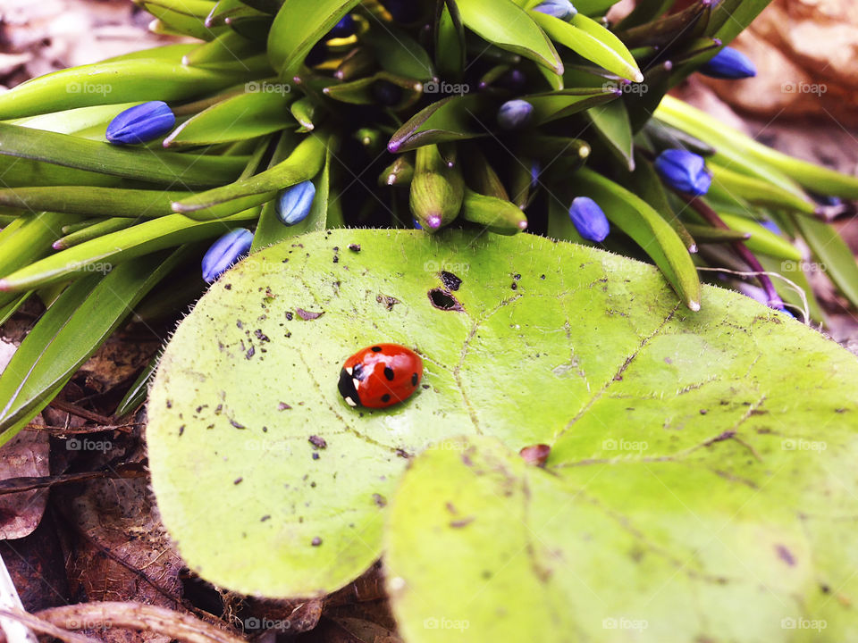 Blue snowdrops and ladybug on green leaf in spring forest ground 