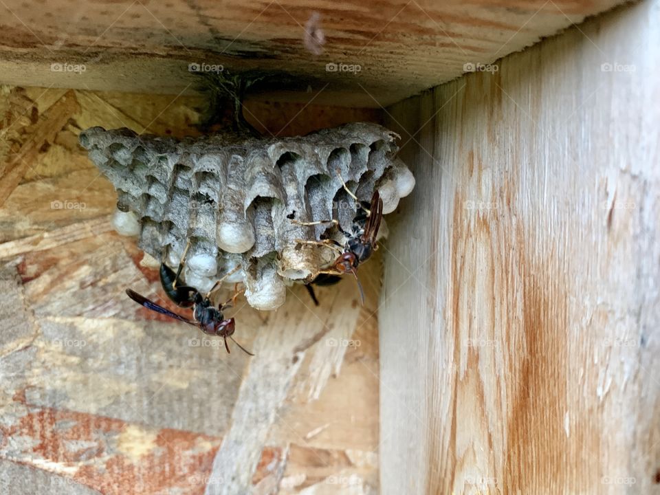 Wasps and wasp nest in the corner of a wooden structure 