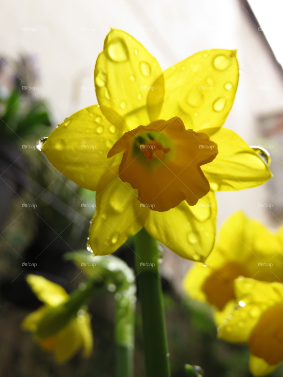 Spring daffodil