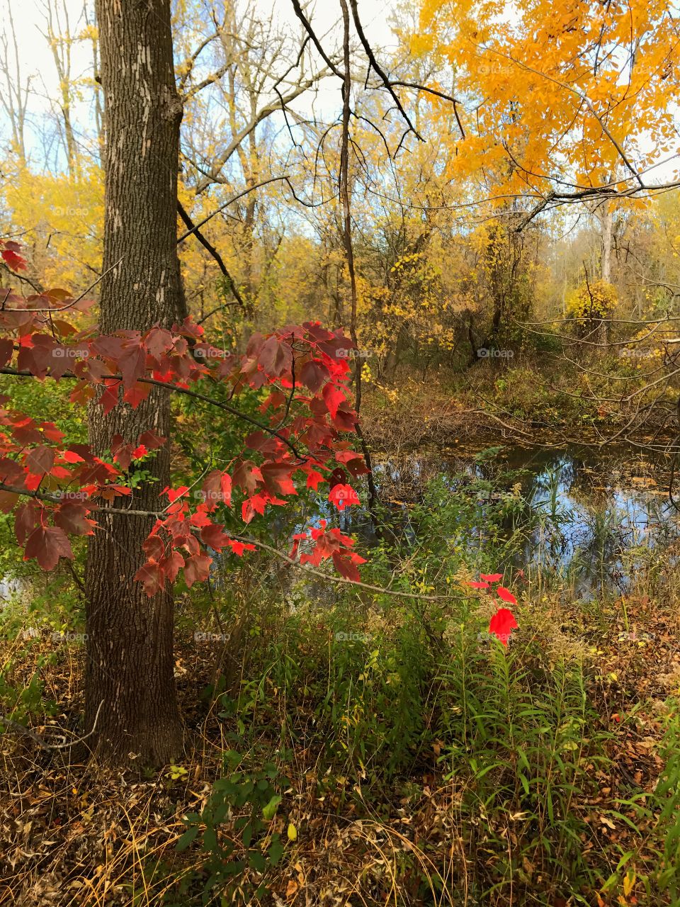 Fall colors