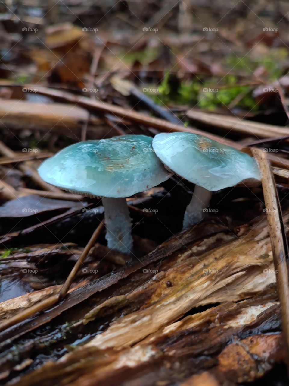 Pair of blue mushrooms Stropharia aeruginosa, growing on the ground among wooden branches and fallen leaves in autumn forest. Weird psilocybin mushrooms, wooden texture, green moss, nature details, forest findings