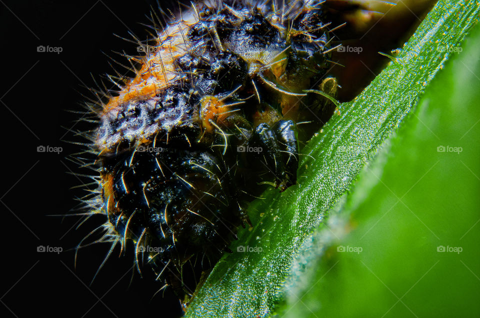 one-leaf caterpillar