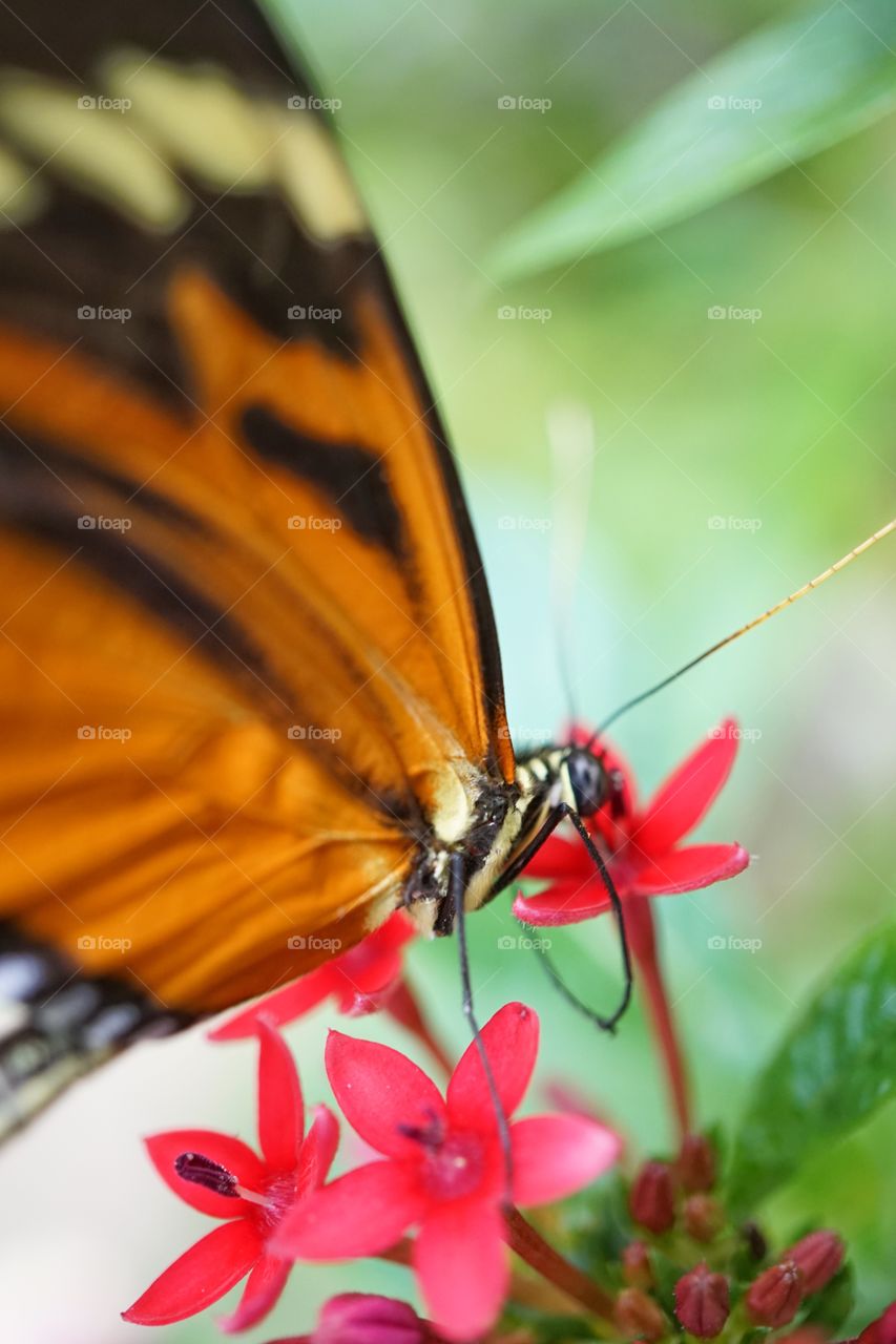 Delicate Tropical Butterfly