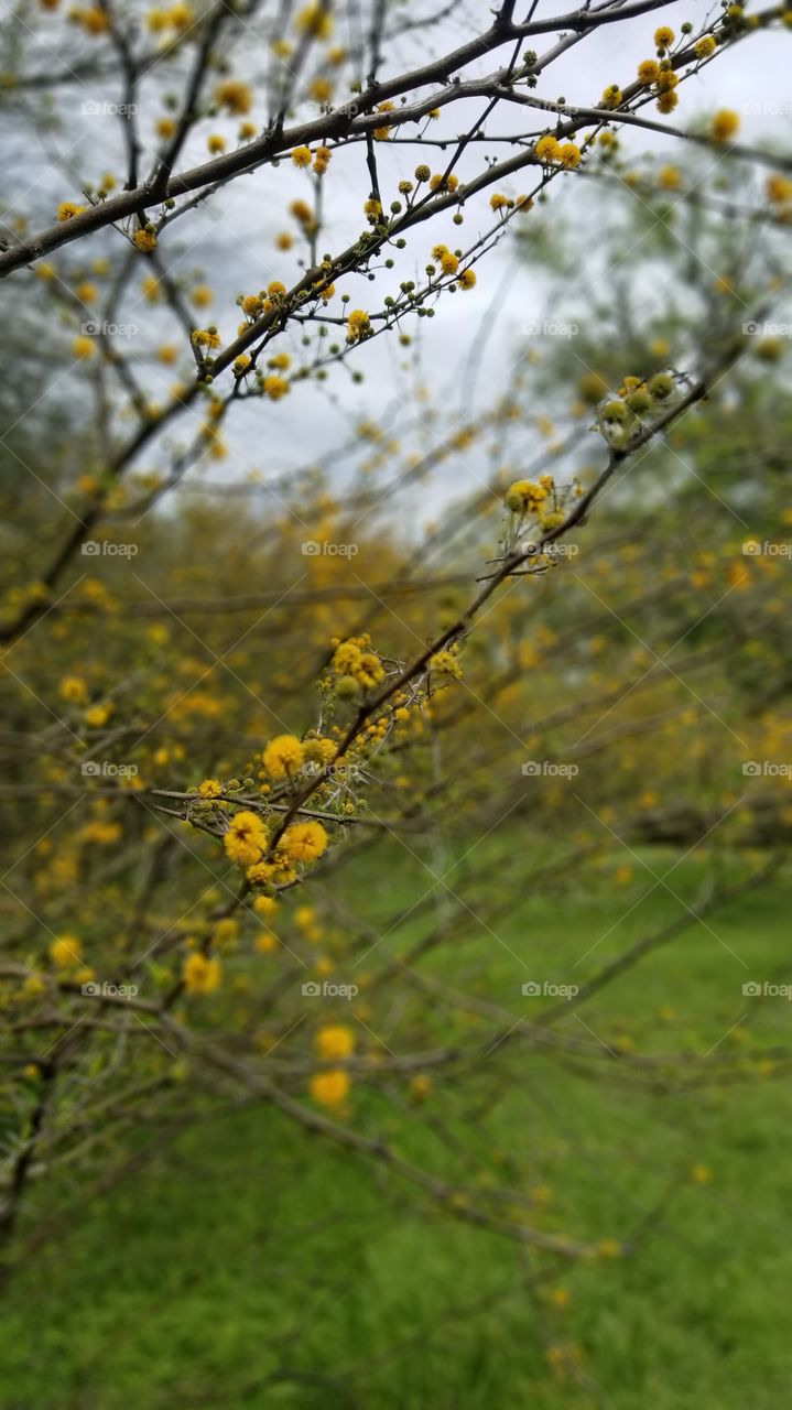 Texas mesquite in bloom