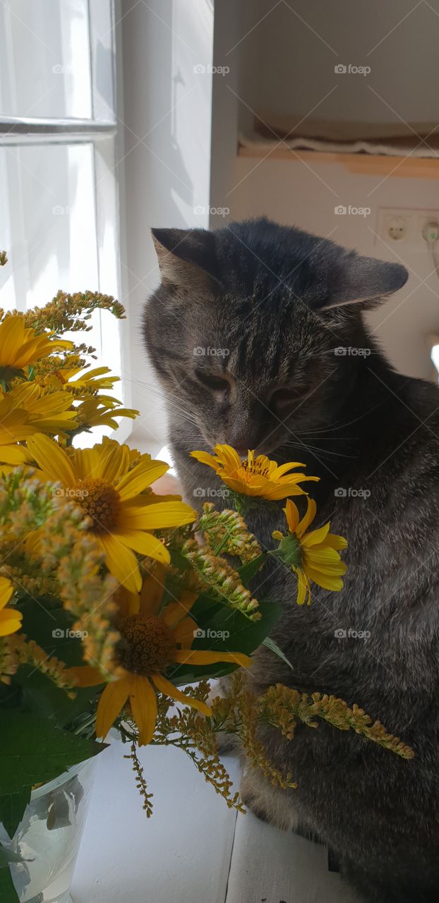 Katze riecht an der Blume