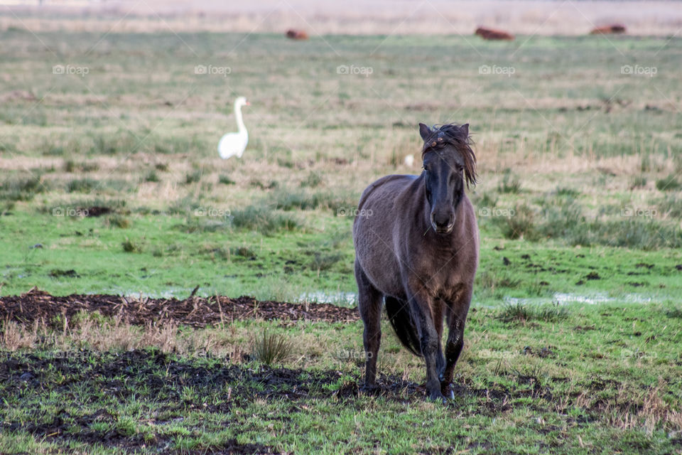 Wild black horse in the nature