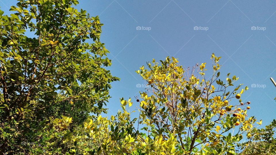 ÁRVORES LARANJEIRAS E GOIABEIRA