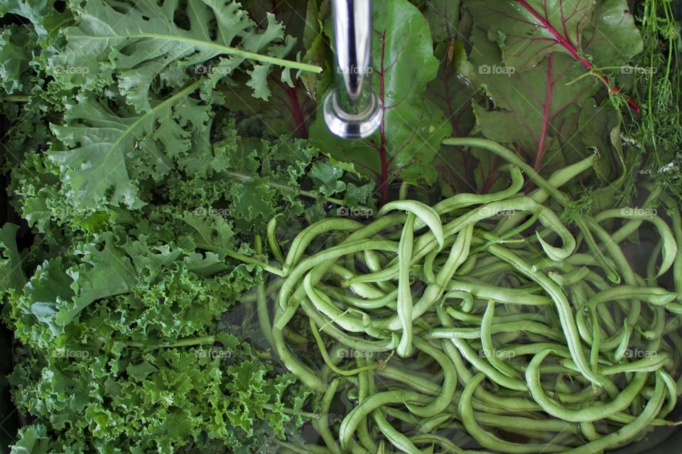 Fresh organic garden vegetables - beet greens, cilantro, green beans and curly kale - in a brushed stainless steel utility sink