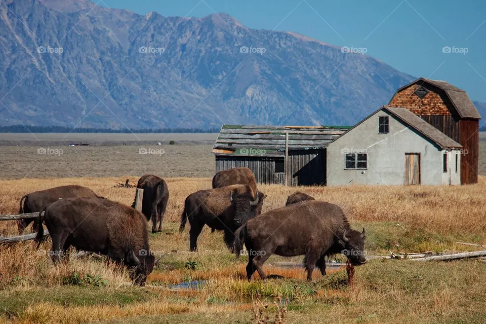 Bison
