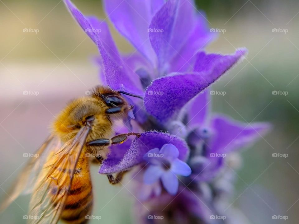 Bee on lavender flower 