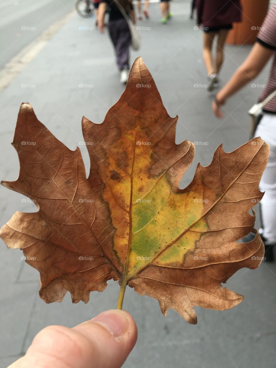 City leaf