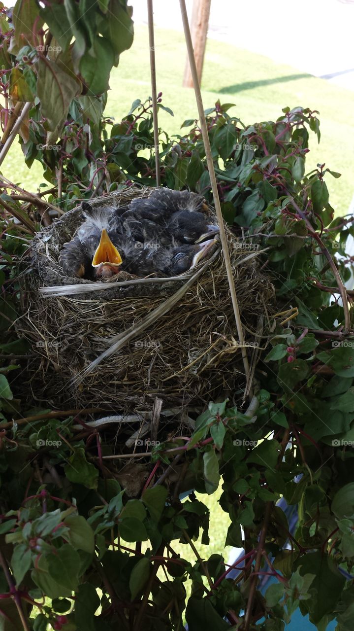 newly hatched. birds nest on my grandma's front porch