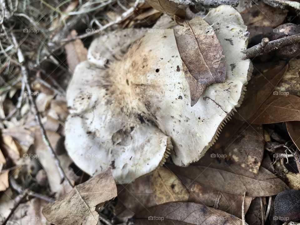 Mushroom in the forest 