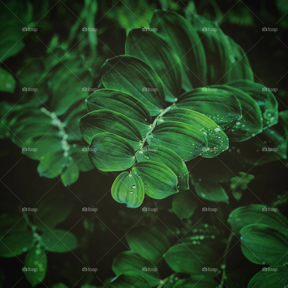 Dark green plant