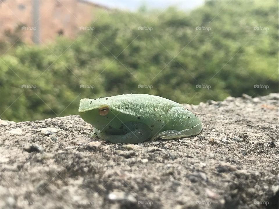 Photo of the week: frog 