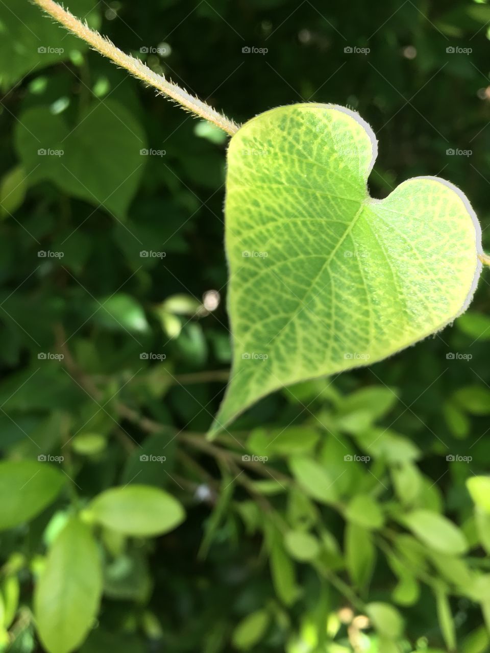 Heart leaf 