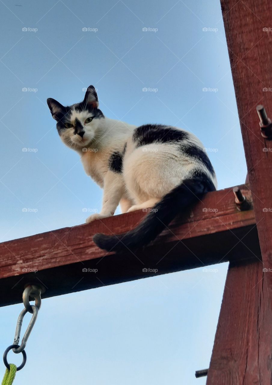 cat observing from up above