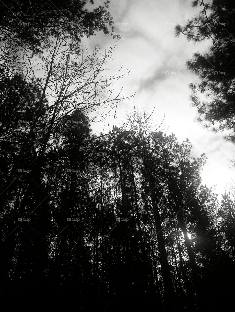 black and white tree tops with clouds in background