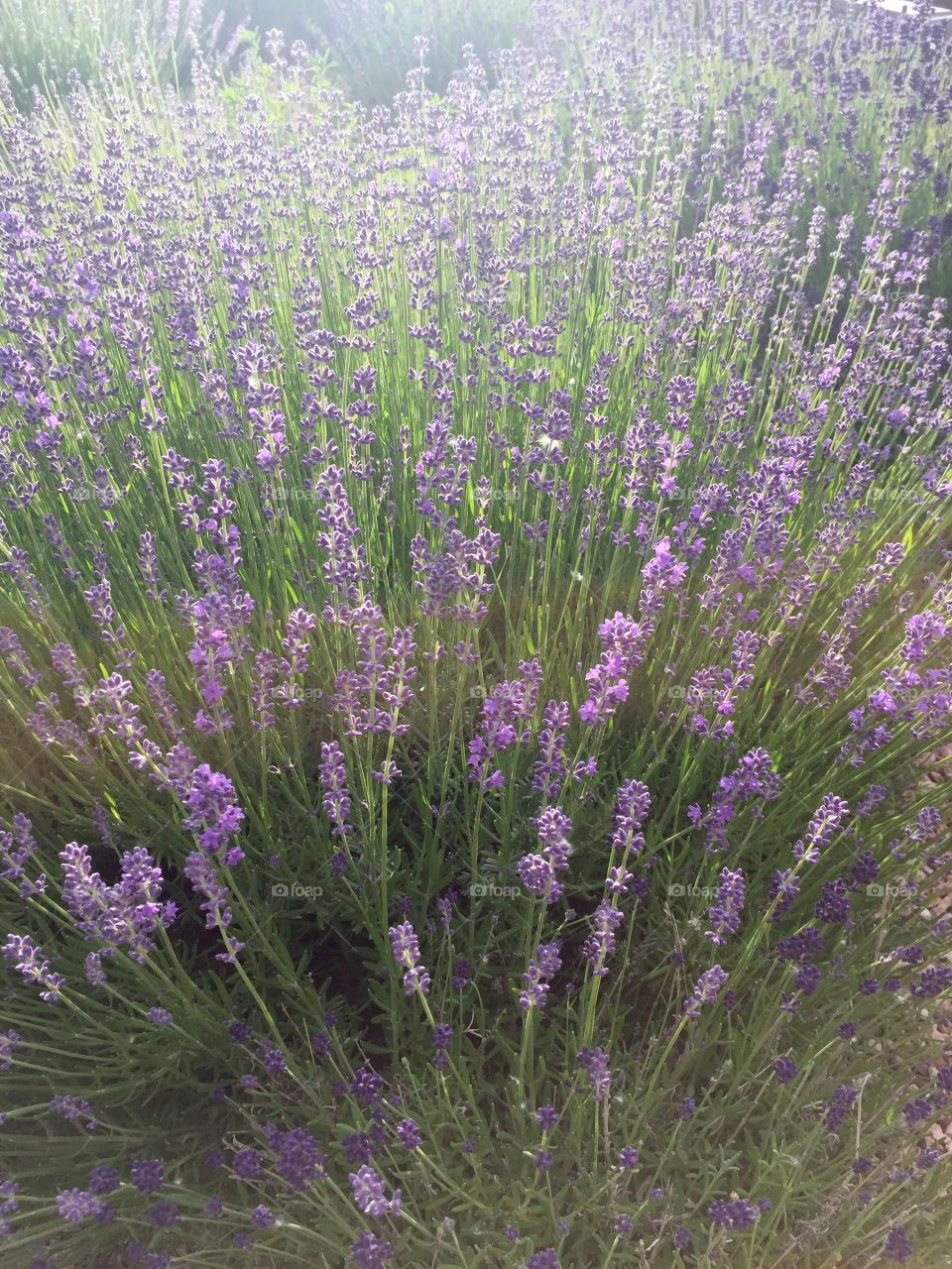 Lavender fields. Purple lavender flowers 