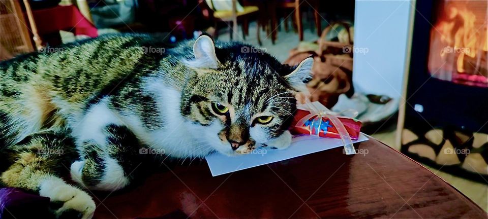 This is “Roukey”, the charming tomcat that lives in a beautiful house in the “Bavarian” countryside. He loves curling up by the fireplace to keep warm when it’s cold outside and especially so at Christmas time. 2023. Hypnotic Productions