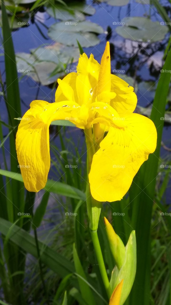 Yellow Flower