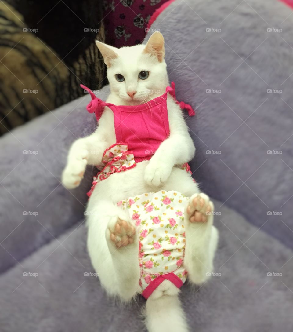 Fashion cat 