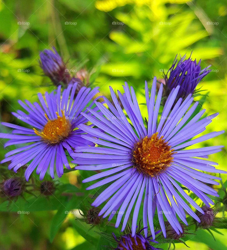 Autumn Flowers in purple shades