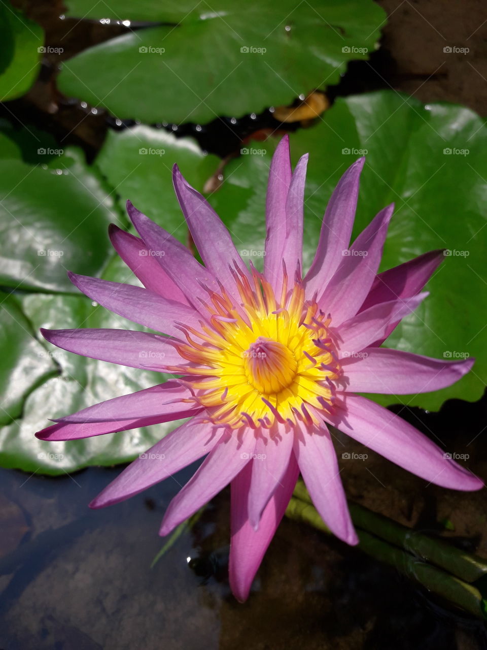 bright purple blooming lotus flower which must be on the water.
