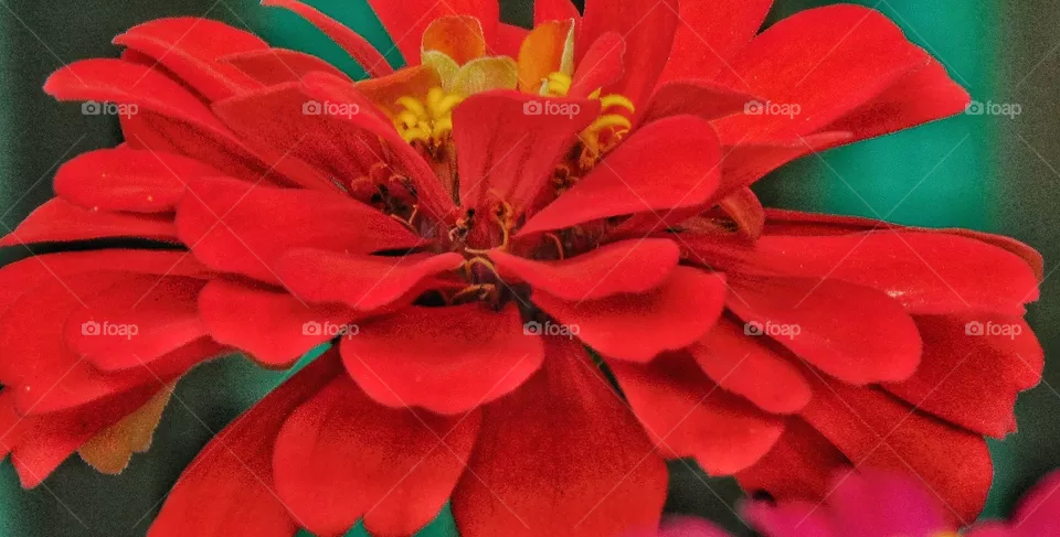 the red