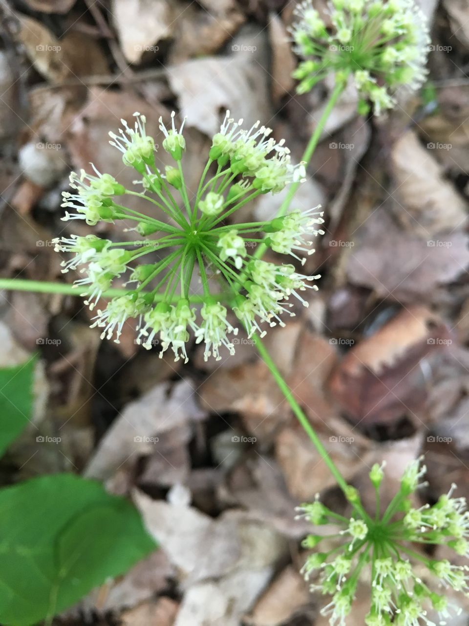 Wild sarsaparilla 