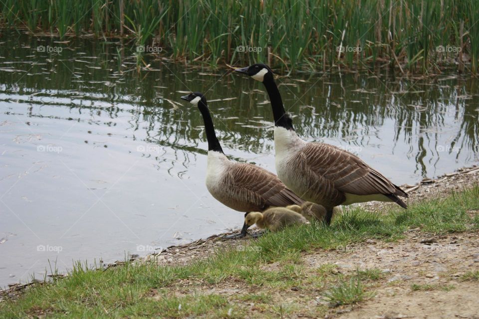 Gooses family 