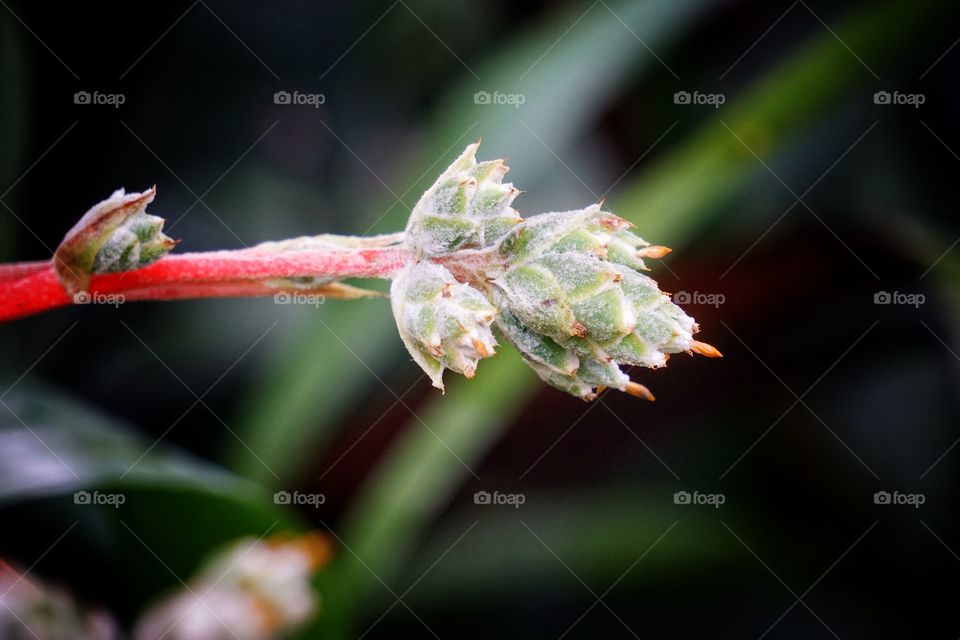 Funky plant